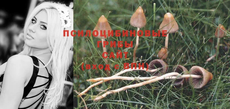 Псилоцибиновые грибы Magic Shrooms  мега ТОР  Майкоп  где найти наркотики 